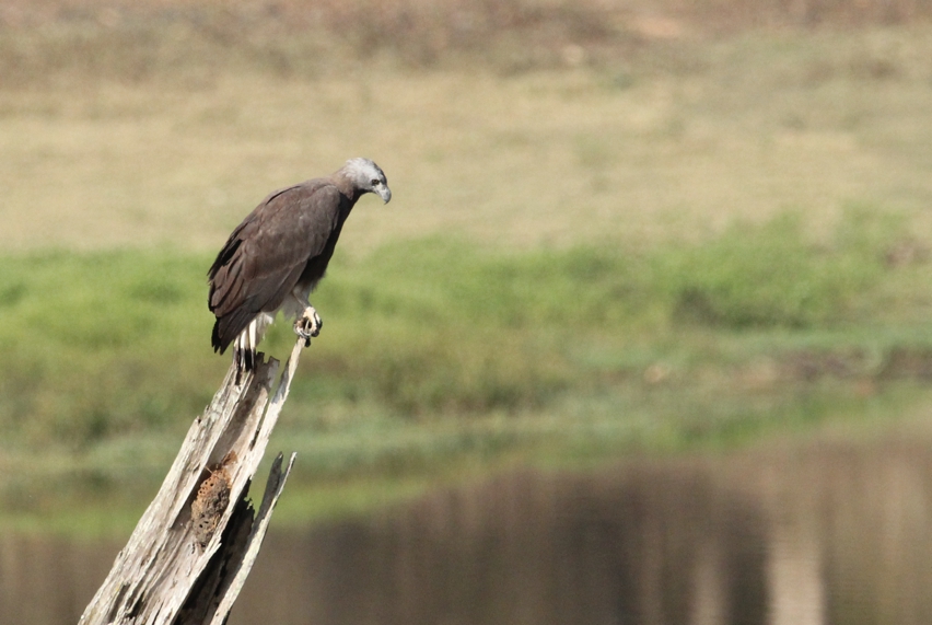 Grey Headed Fish Eagle