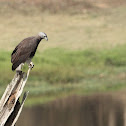 Grey Headed Fish Eagle