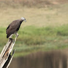 Grey Headed Fish Eagle