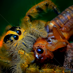 The monster by A Friyana Wiradikarta - Animals Insects & Spiders