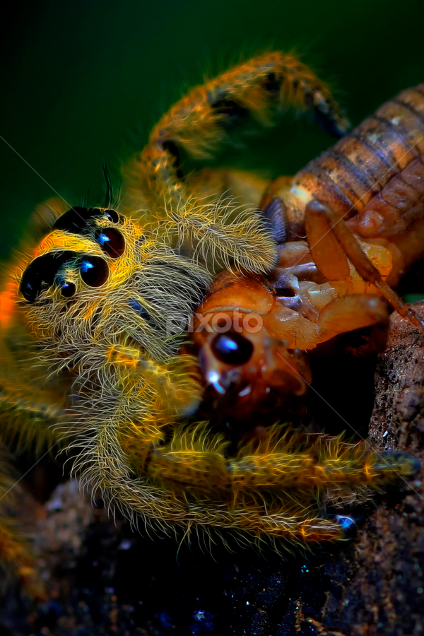 The monster by A Friyana Wiradikarta - Animals Insects & Spiders