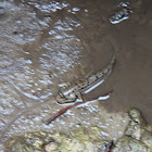 Blue-spotted mudskipper