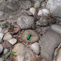 Six-Spotted Tiger beetle