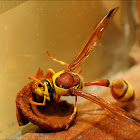 Potter wasp Series_2