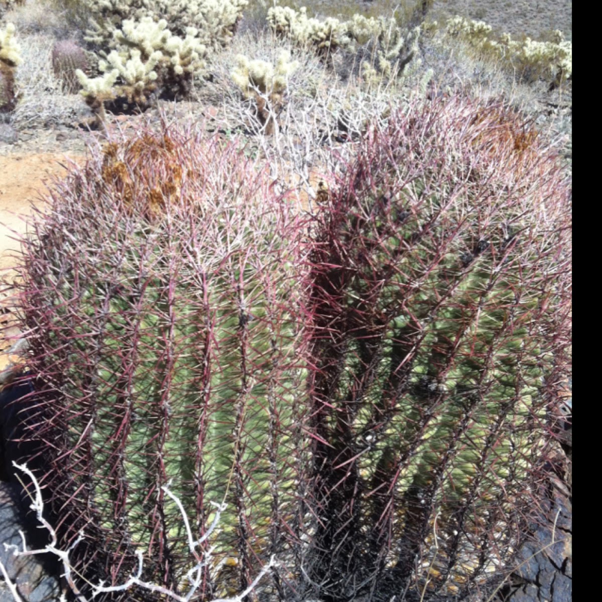 Mountain barrel cactus