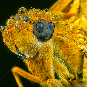 Bush hopper by SweeMing YOUNG - Animals Insects & Spiders