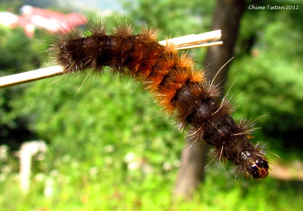 Hairy Caterpillar