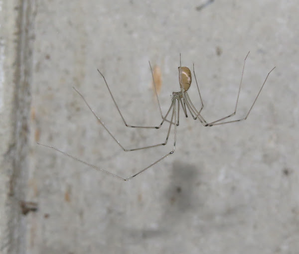 Long Bodied Cellar Spider Project Noah