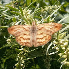 Many-banded Skipper