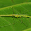 Slender pholcid spider ( Female )