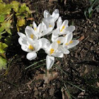 early flowering white crocus