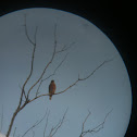 Red Shouldered Hawk