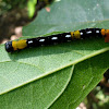 Looper Moth caterpillar