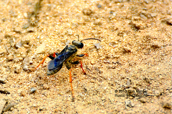 Katydid wasp