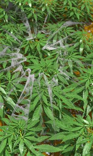 無料个人化AppのGanja Free|記事Game