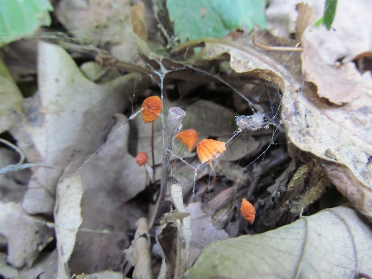 Marasmius siccus