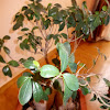 Ginseng Ficus Bonsai (μπονζάι Φίκος)