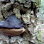 Bracket Fungus