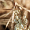 Egyptian Flower Mantis (male)