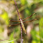 Yellow-sided Skimmer