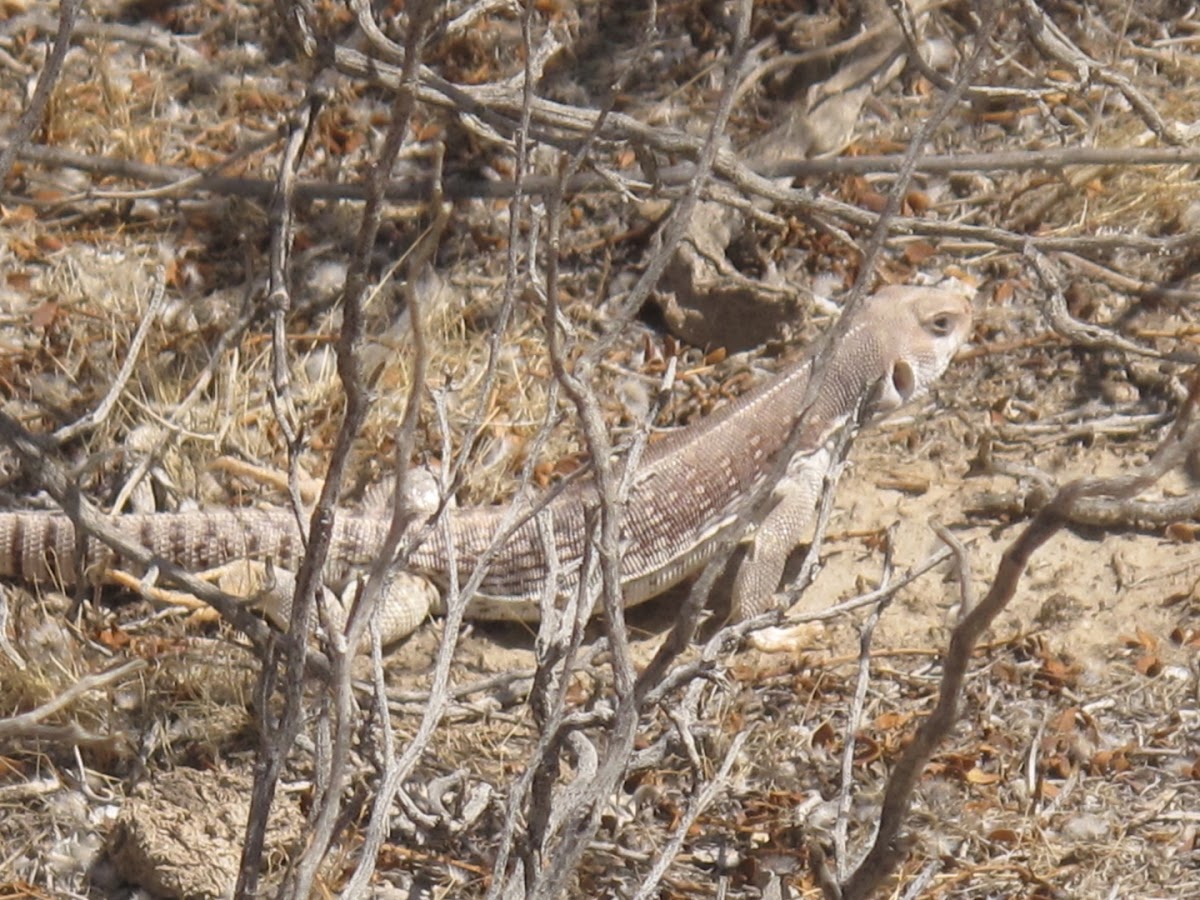Desert Iguana