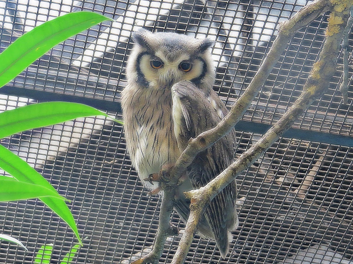 Northern White-Faced owl