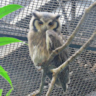 Northern White-Faced owl