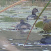 Pied-billed Grebe