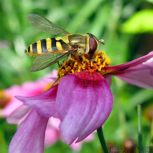 Syrphid Fly - female | Project Noah