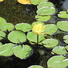 Yellow Waterlily