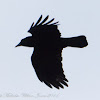 Carrion Crow