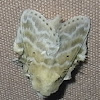 Budded Lappet Moth