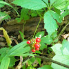 Jack in the Pulpit (fruit)