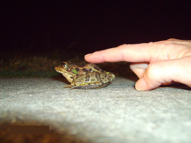 Southern Leopard Frog