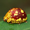 Spotted Paropsine Beetle