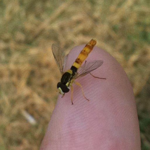 Syrphid Fly