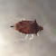species of Shield bug