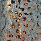 Acorns stored by the Redheaded Woodpecker
