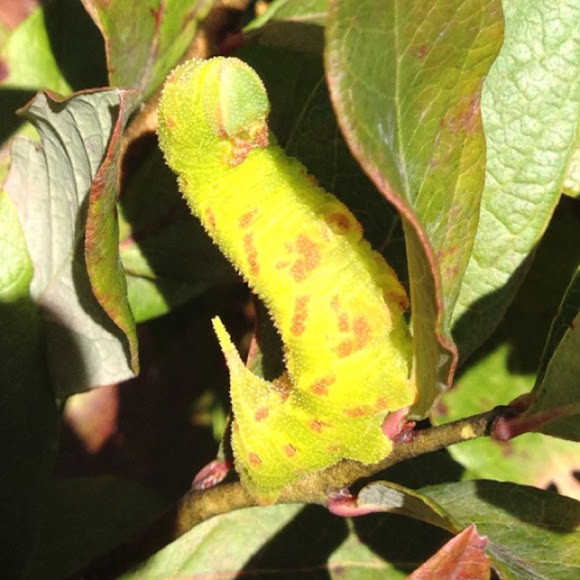Blinded Sphinx Moth Caterpillar | Project Noah