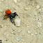 Ladybird Spider