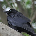 Torresian Crow