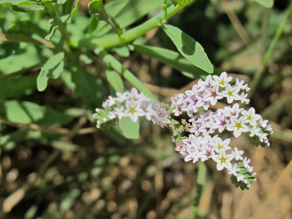 Salt Heliotrope | Project Noah