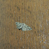 Geometer moth