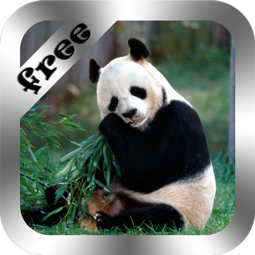 Cute Panda Live Wallpaper Free LOGO-APP點子