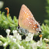 Juniper Hairstreak