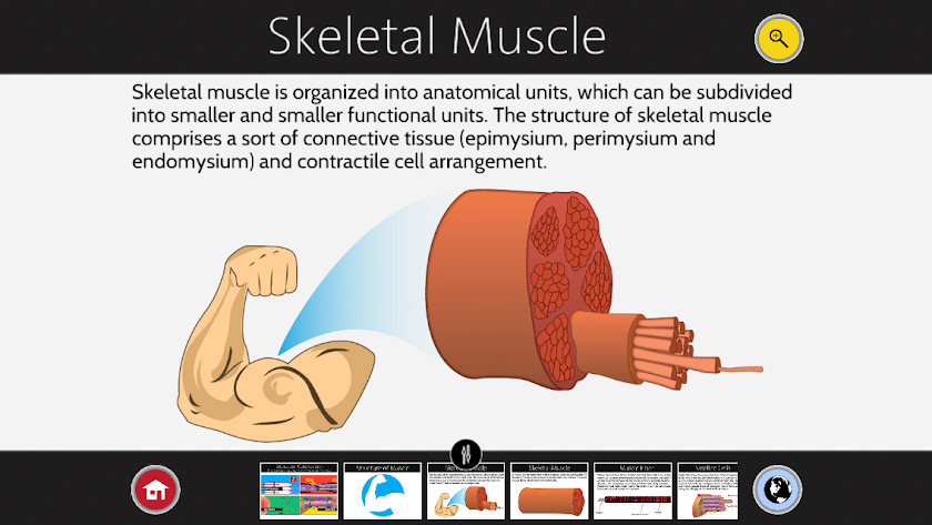 Muscle Contraction Screen 2