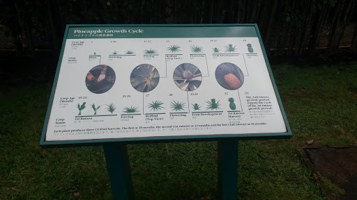 Pineapple Growth Cycle Plaque