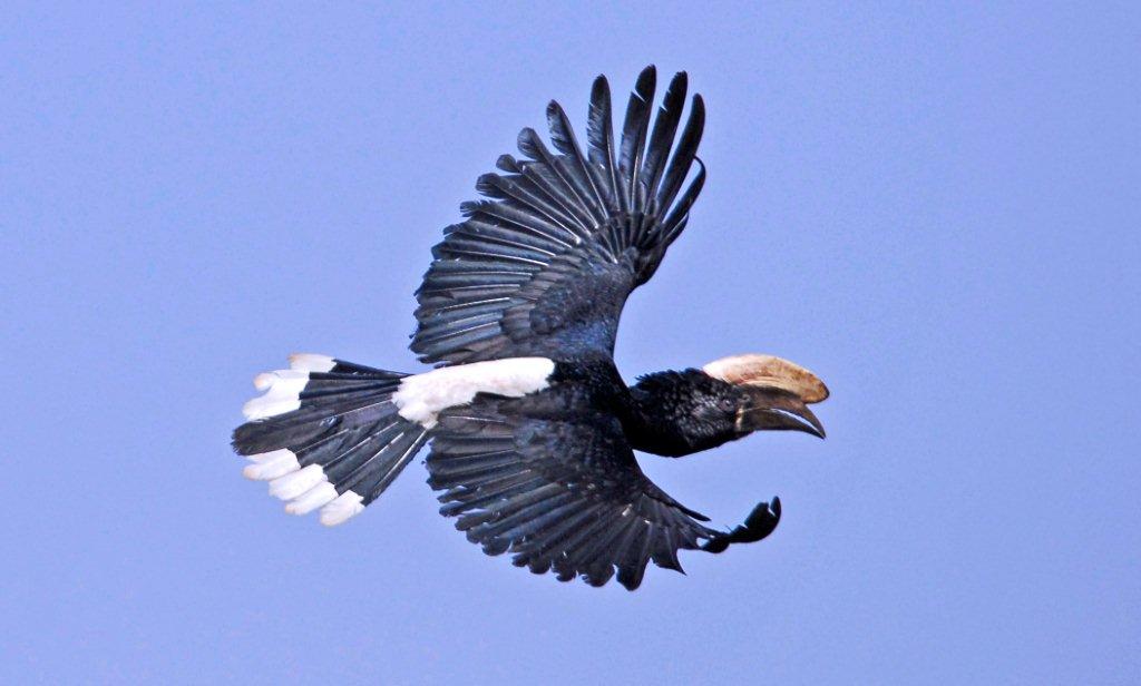 Silvery-cheeked Hornbill