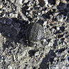 Darkling beetle