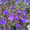 small purple flowers